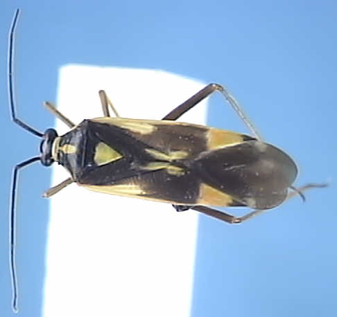 Calocoris sexgutatus